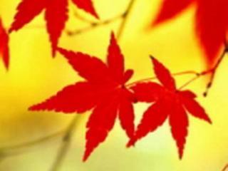 Maple Leaf *
