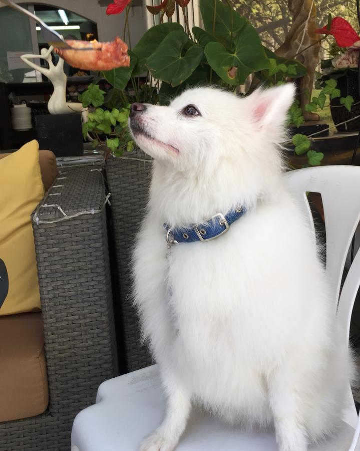 Bellagio Pets Friendly 3* Hong Kong